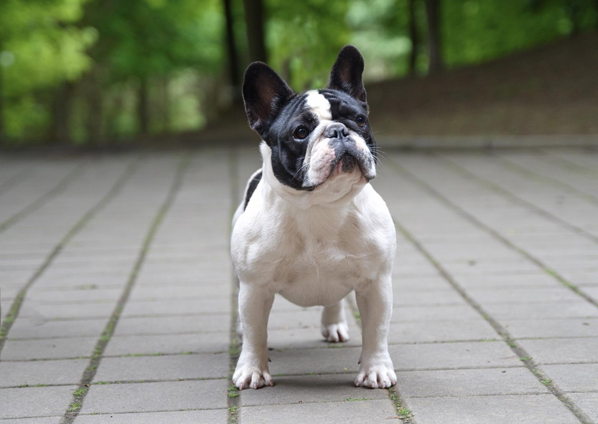Ishi Flash Frenchies